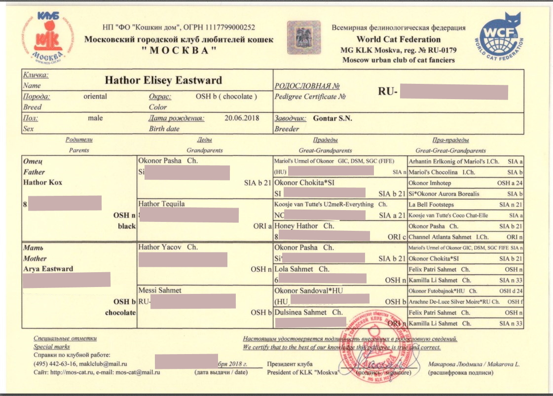 Males - Ориентальный кот Елисей (Hathor Elisey Eastward).Шоколадный ориентальный кот 